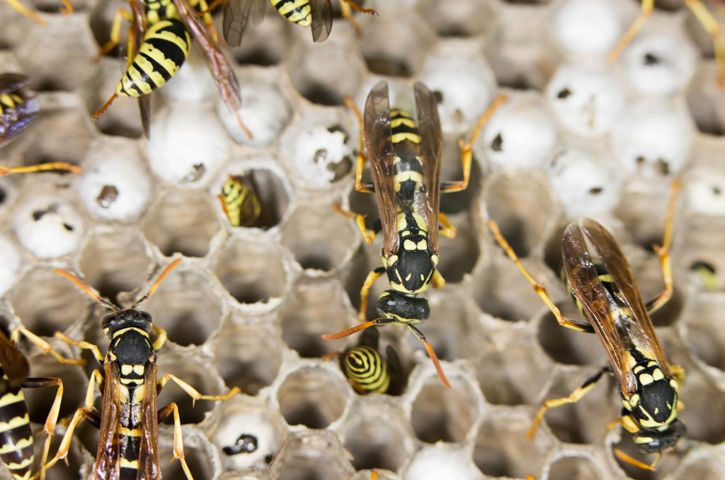 Paper wasps can chew up leaves and stems to make a pulp building material they use to construct waterproof, strong, and lightweight structures.