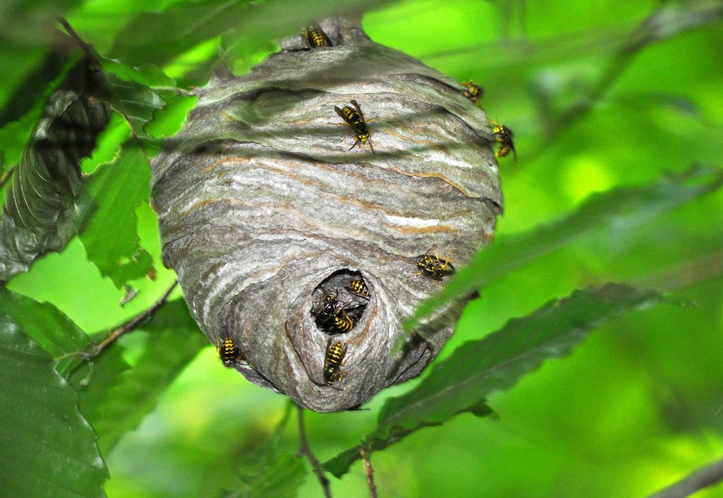These hornets also build a paper structure, but the inner cells are protected with layers of outer material so they do not need to be under cover.