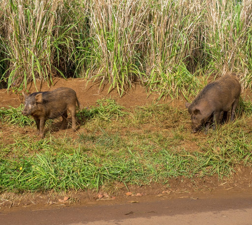 Pigs uproot plants and cause soil erosion.
