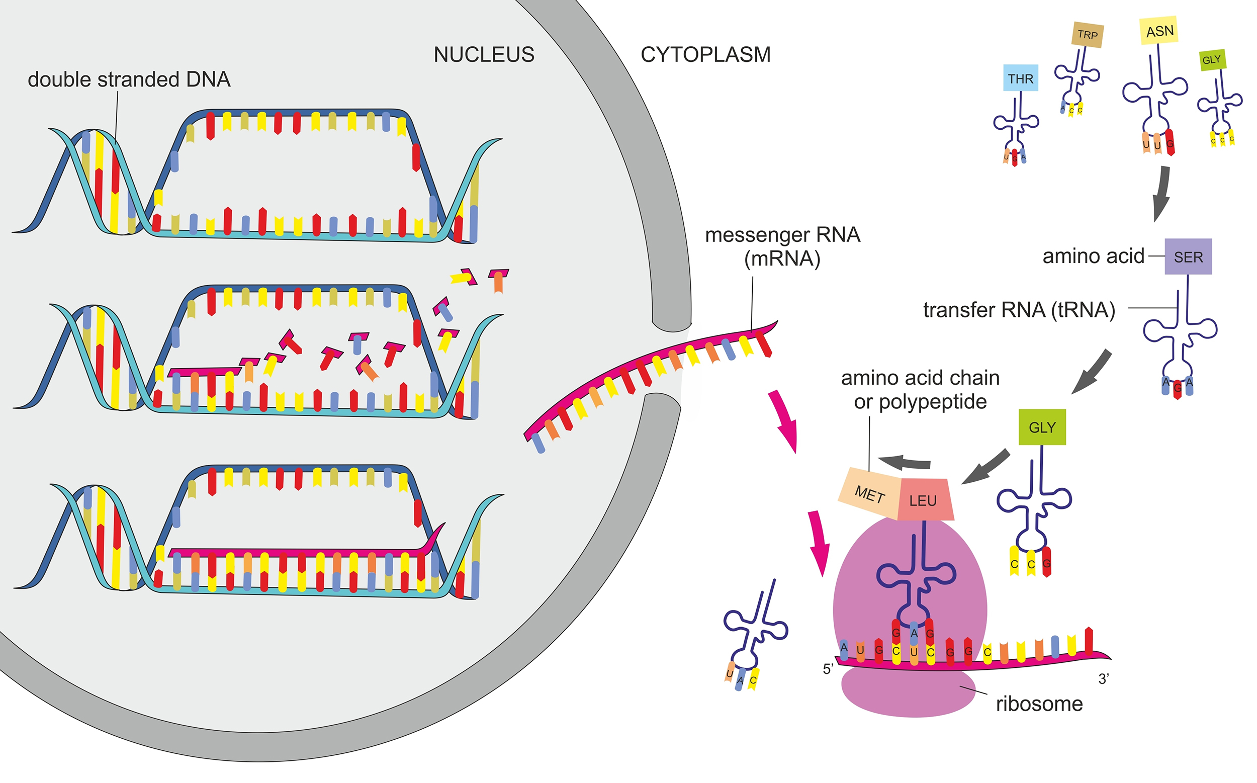 5 3 концы рнк и днк. Protein Synthesis process. Protein Synthesis DNA. Транскрипция и трансляция в биологии. Protein Synthesis by ribosomes.