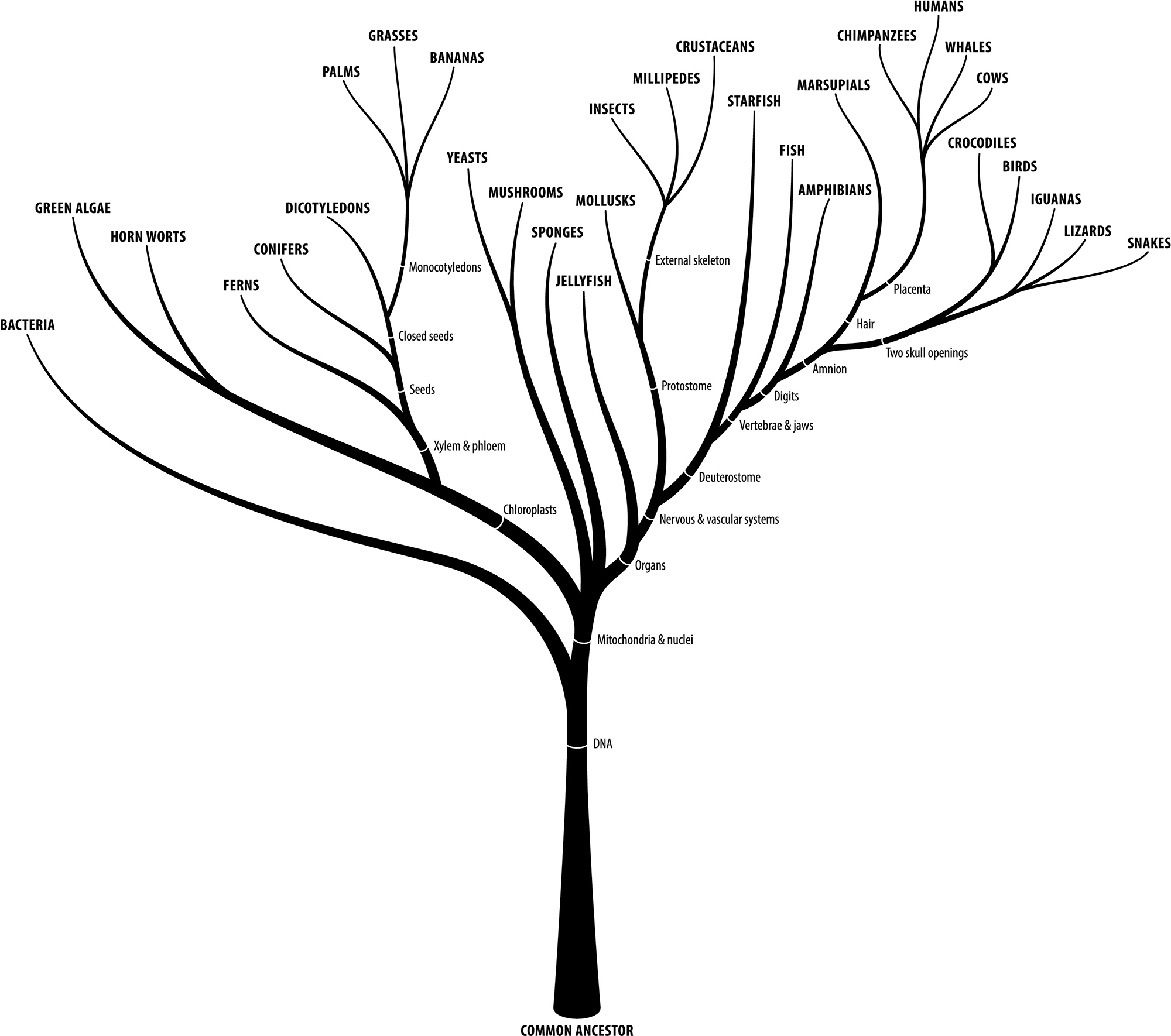 Эволюционное Древо трехмерное
