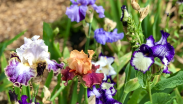 Colorful bearded iris flowers in bloom