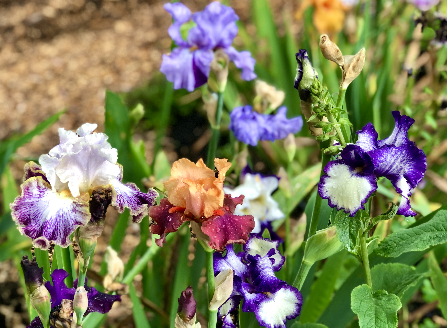 Colorful bearded iris flowers in bloom